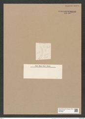 Melosira granulata var. curvata Gru. (de-Toni-Nr.: Genus 213, Species 5311) Zeichnungen Sammlung Grunow Nr. 9181 (NHMW-BOT-W0378967)